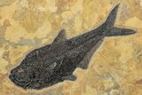 Green River Fossil Fish Mural With Diplomystus & Phareodus #206603-2